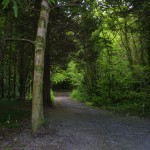 7-woods-trail