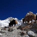 Climb 2 Cure Everest Base Camp Info Session - September 21